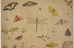 Illustration: Pieter Holsteijn