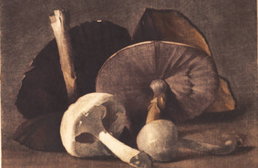 Maleri af Peter Ilsted: Hvid champignon